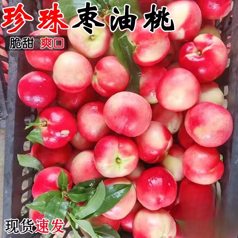 珍珠枣油桃新鲜水果整箱包邮应当季蜜桃白肉红皮纯脆甜小桃子顺丰