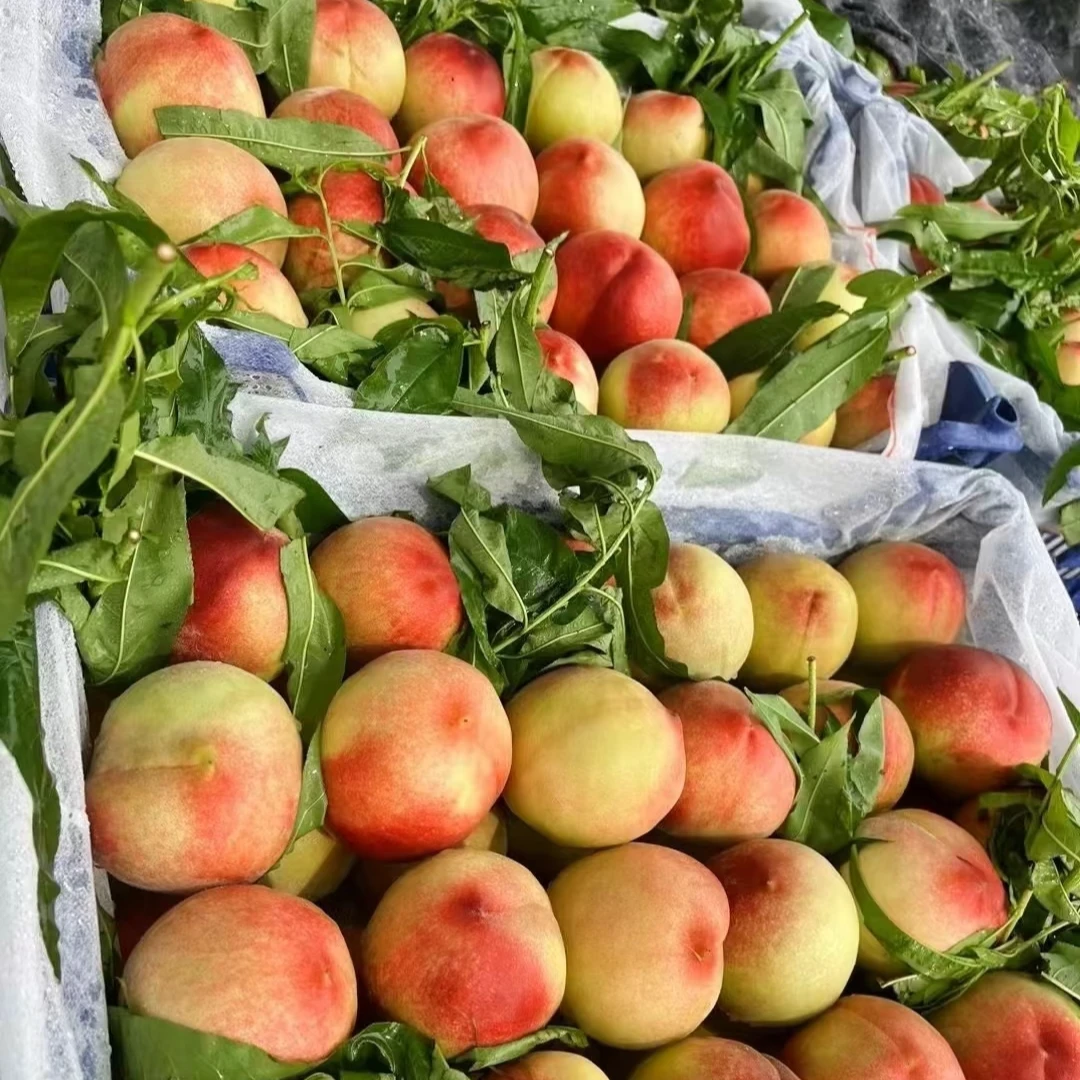 【4斤±50g】河南大毛桃4斤河南