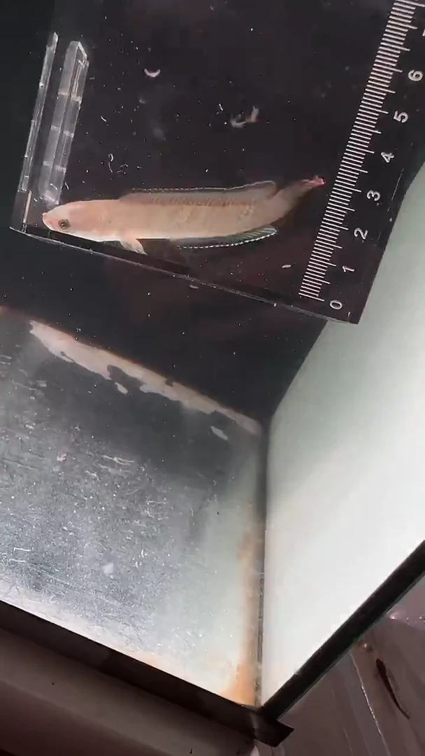 雷龙酒红雷龙12号