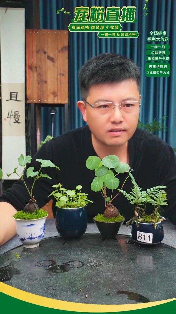 无花朵仲*苔藓微景观811号