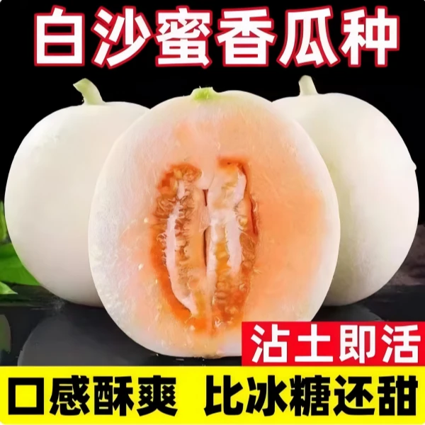 【全店满5包包邮】【白沙蜜香瓜种子】水果种子