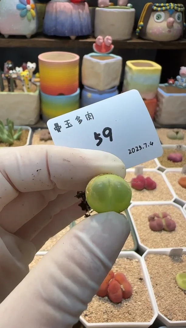豆***花25.7.4-59豆奶泡泡花