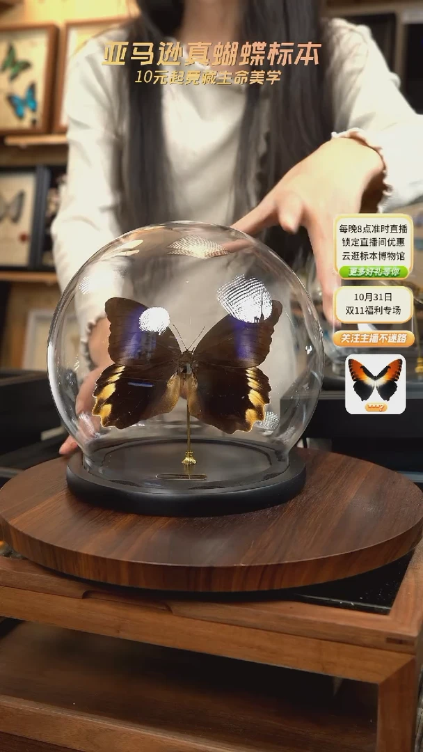 黑猫头鹰环蝶正面玻璃球款