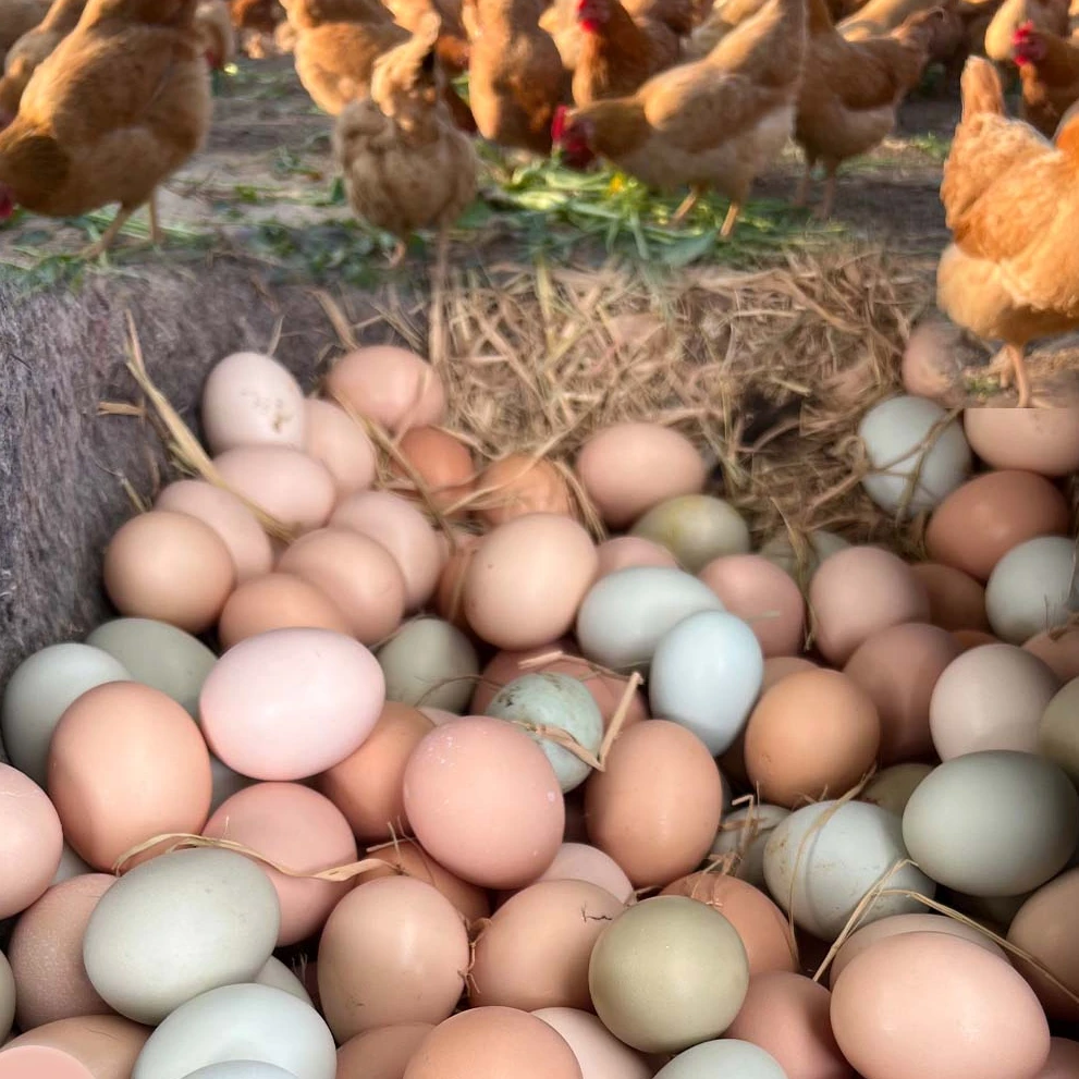 【60枚混装顺丰包邮】正宗湖北农户生态五彩土鸡蛋江汉鸡柴鸡蛋盒装顺丰送货上门