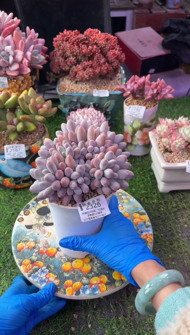 昆明印象多肉2326