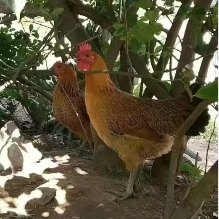 1.5斤红瑶绿壳卵宠物长尾鸡（cj)