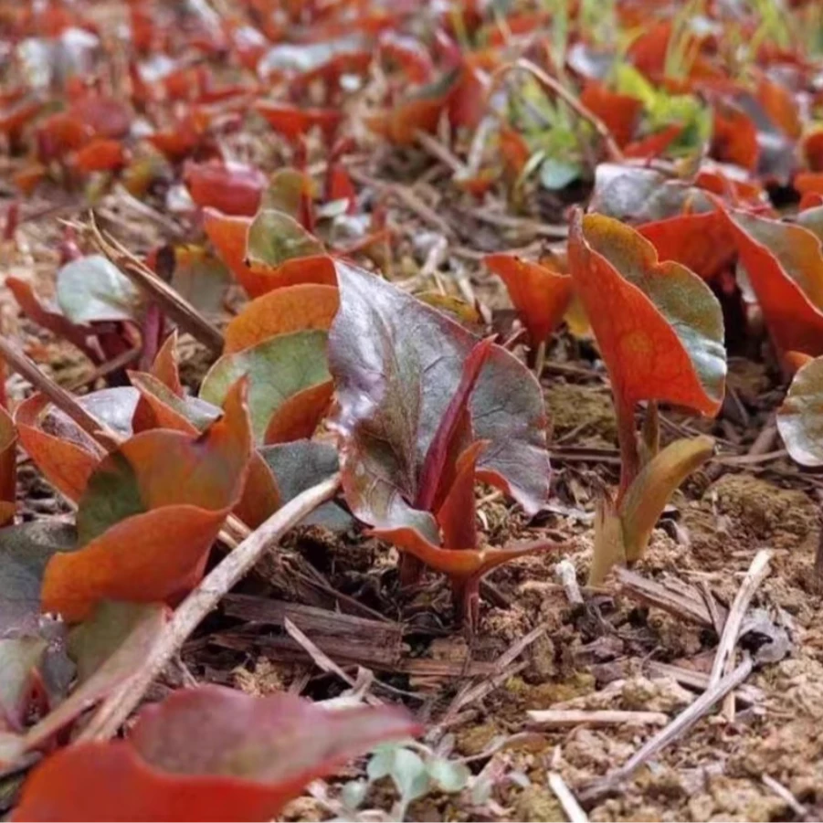 鱼腥草种子折耳根种子四季种植阳台庭院盆栽地载泡沫箱蔬菜种植