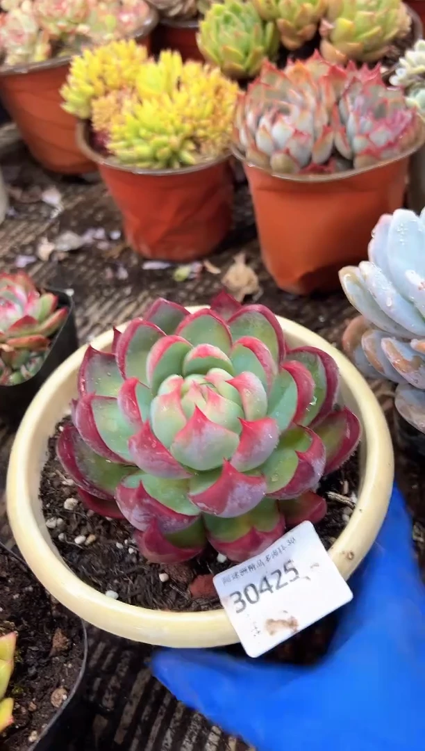 张*君多肉植物一物一拍30425