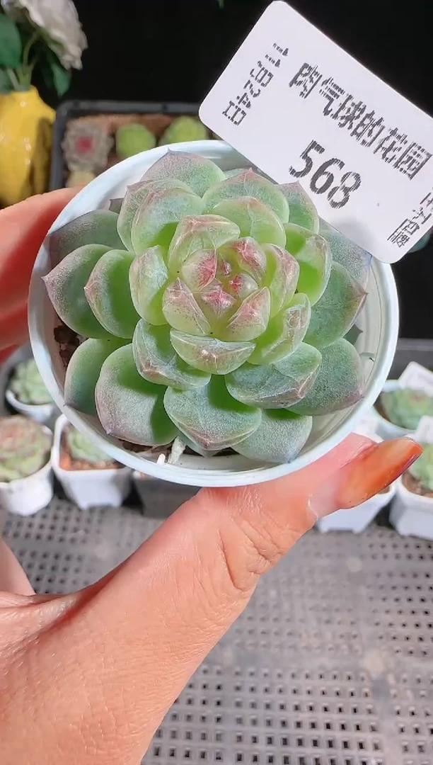 1124-568p3-9群生不包整