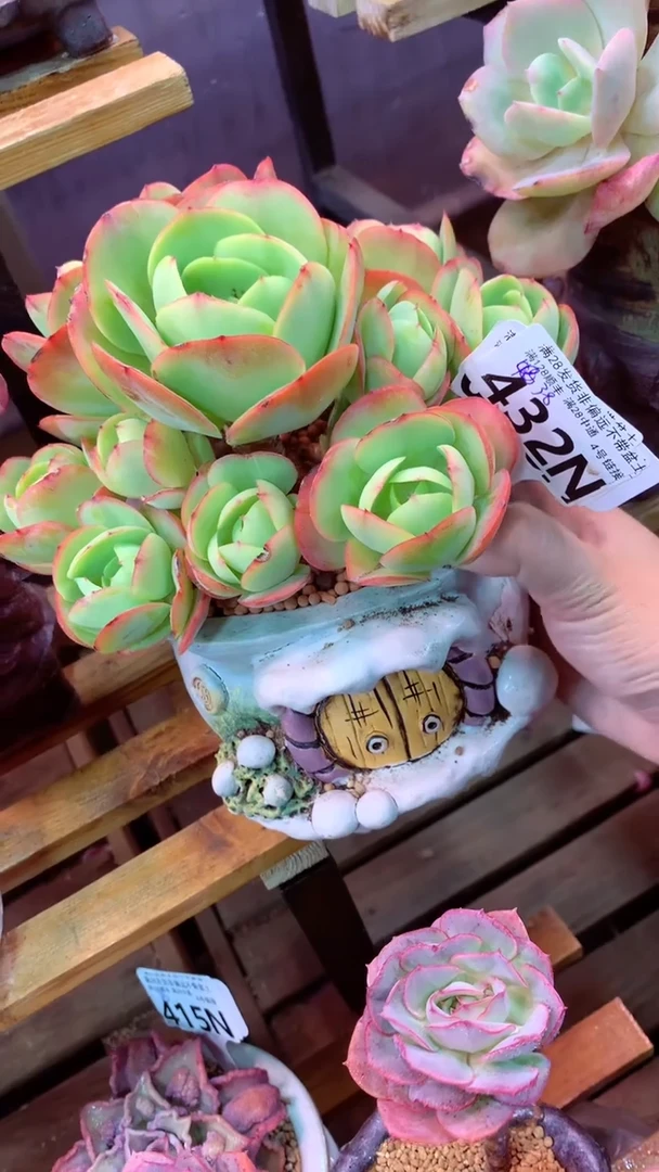 432N  (一物一拍实付满28发货，默认不带盆土）
