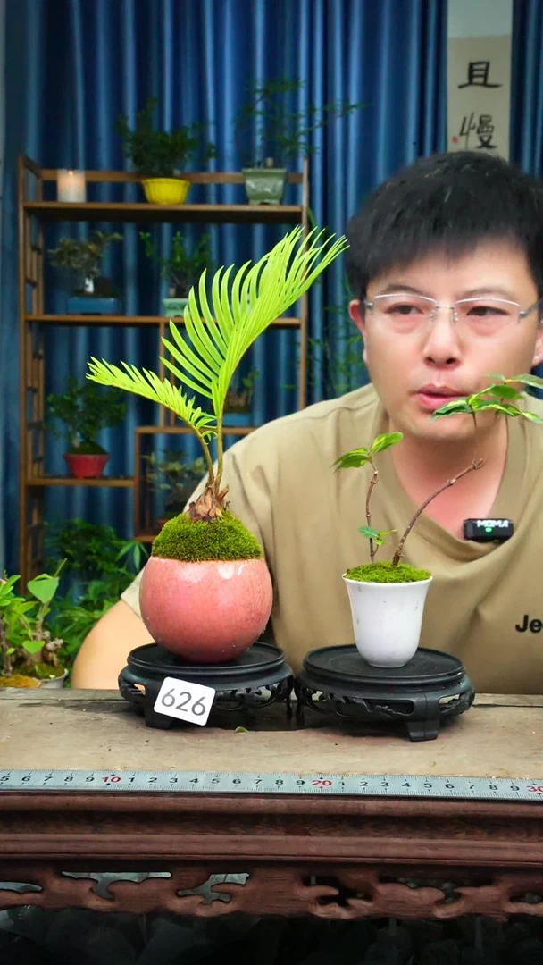 无花朵苔藓微景观626号