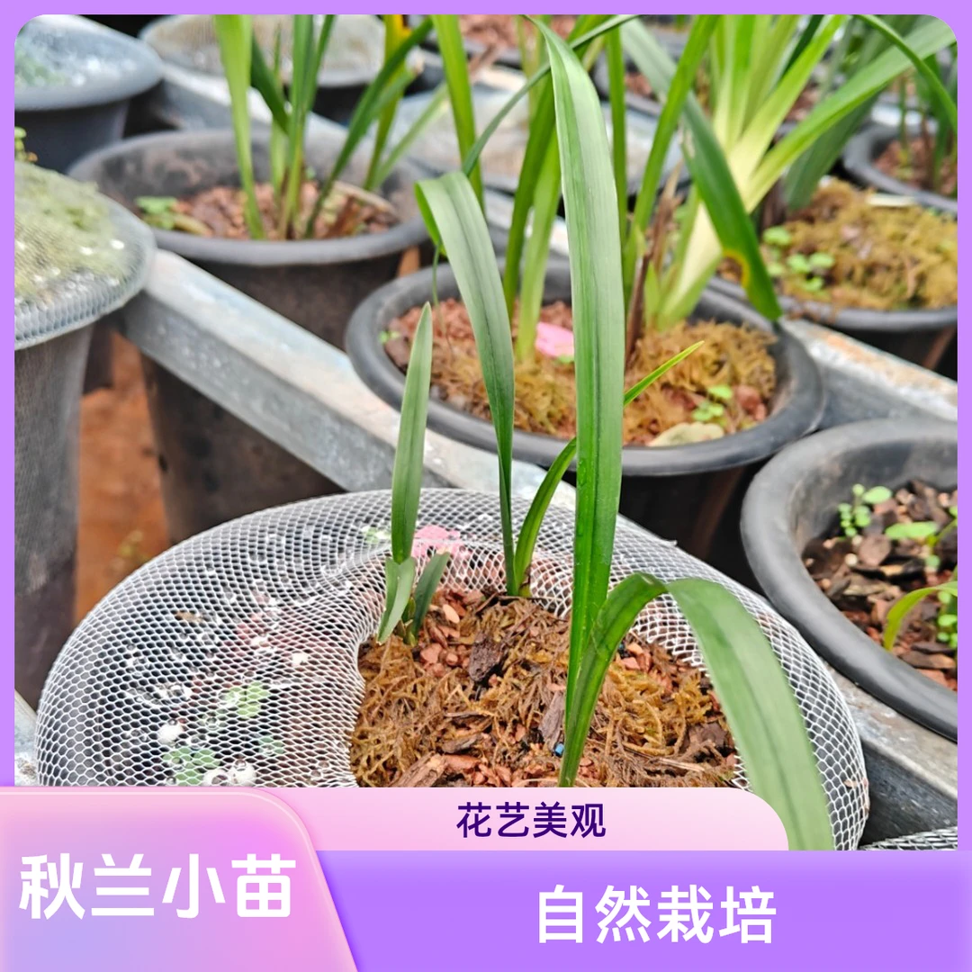 网红植物 秋榜兰花  白墨小苗 自然棚仿原生种植 龙根小苗 100棵