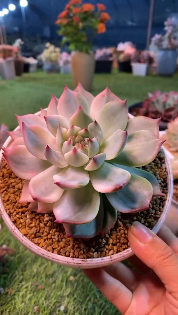 0409（满28包邮发货）