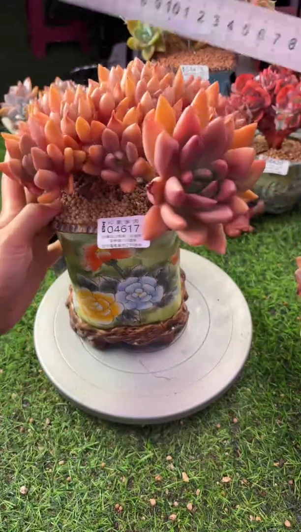 昆明印象多肉04617