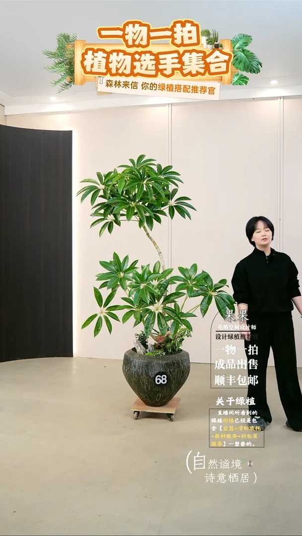 完全开放婉**绪日本进口保罗大叶伞连盆种好栽好一整套送货上门