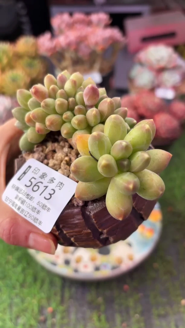 昆明印象多肉5613