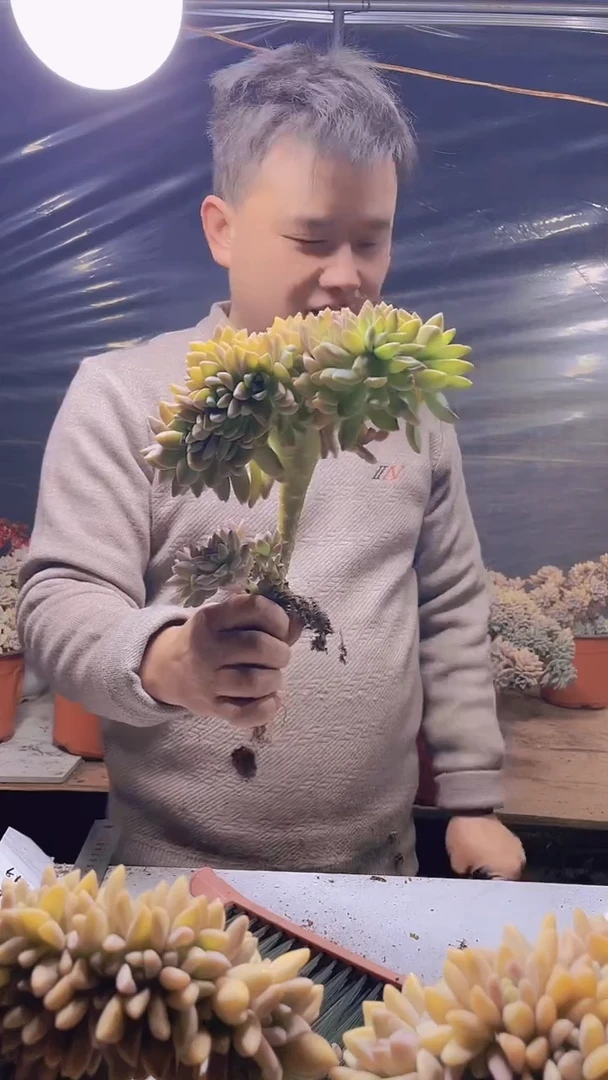 【闪购商品】缀化219