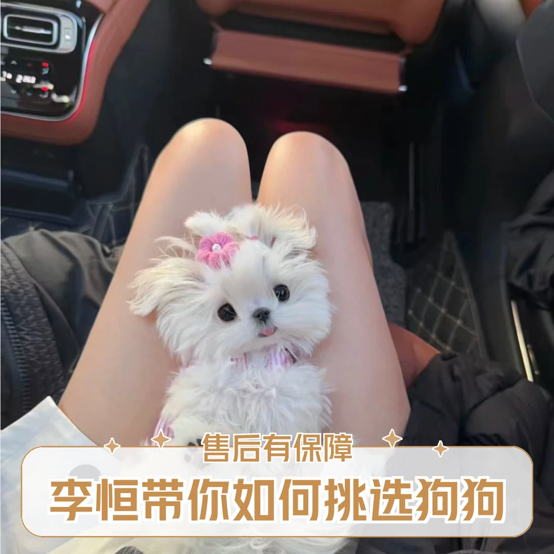 李恒带你如何看狗狗洗护修剪