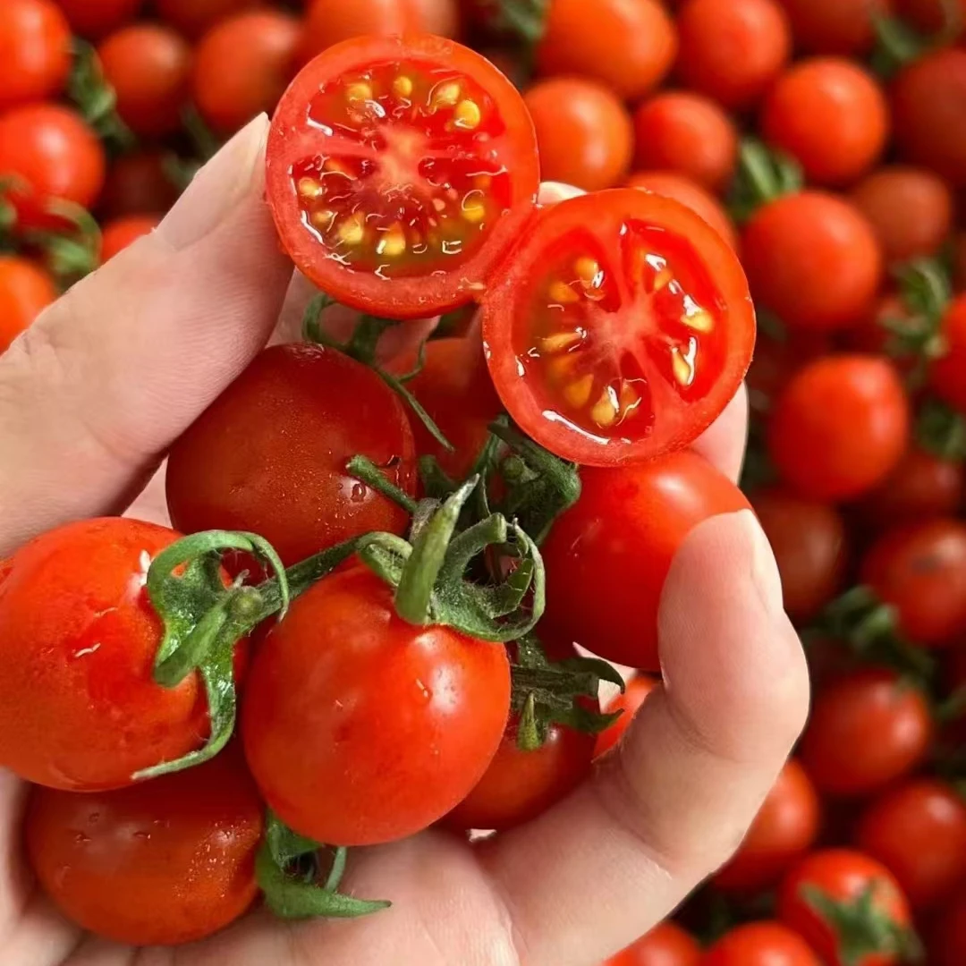 果切釜山88号玲珑小番茄380g每盒洗净直接吃哦
