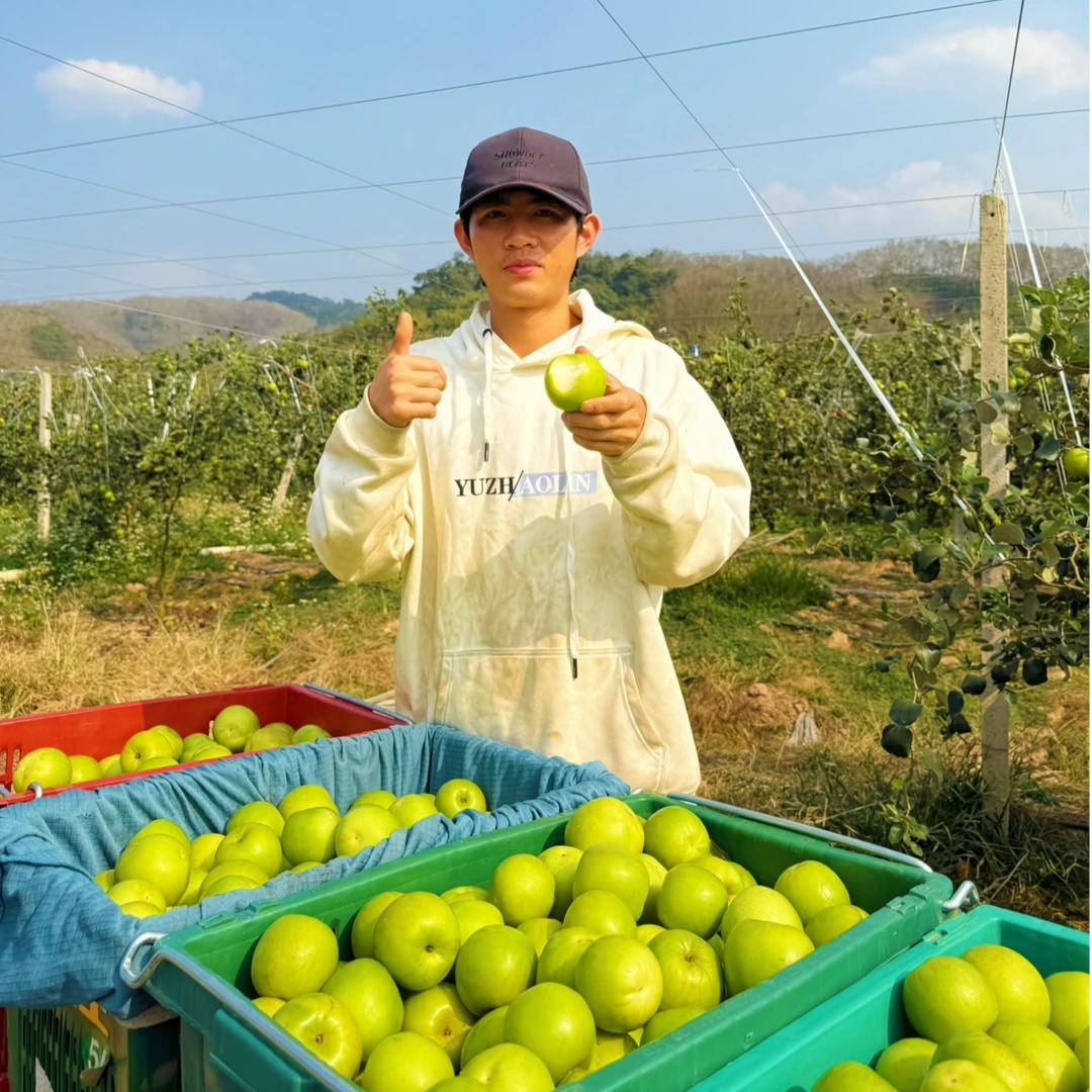 【顺丰包邮】西双版纳精品苹果枣爆甜多汁口感丰富产地直发