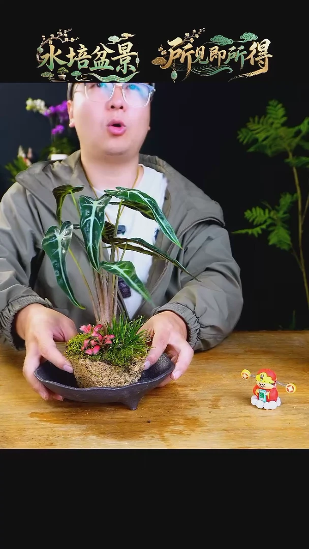 石云社一物一拍组合盆栽10