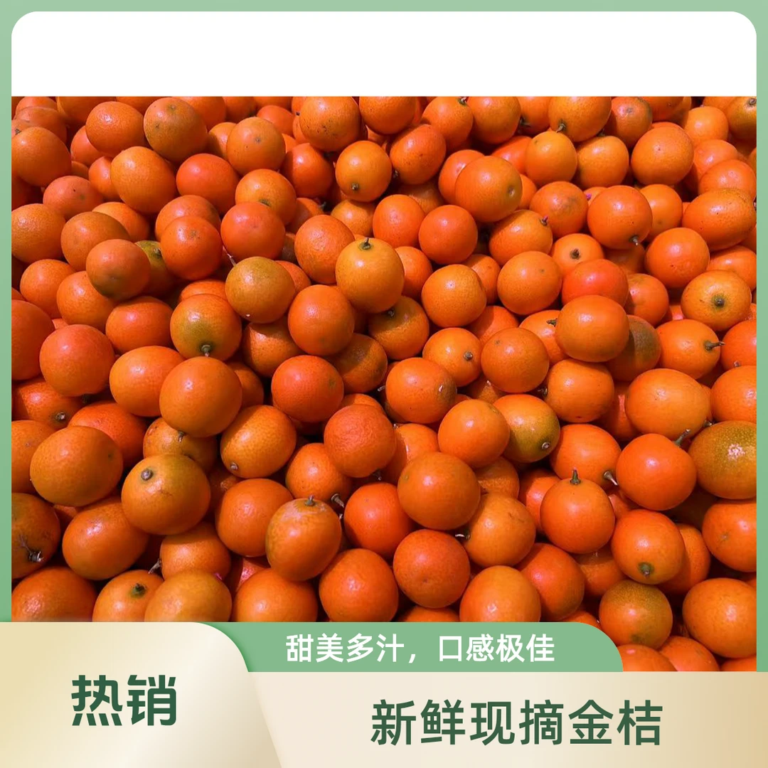 特价广西金桔 1斤（水果）金桔广西壮族自治区七台河市