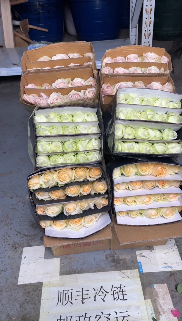 香槟20枝+白雪山20枝+粉红20枝