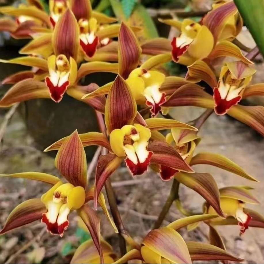 云南边界奇花花草带花