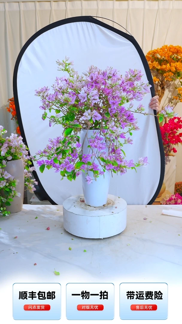 大部分开放少量花苞梦幻雪紫