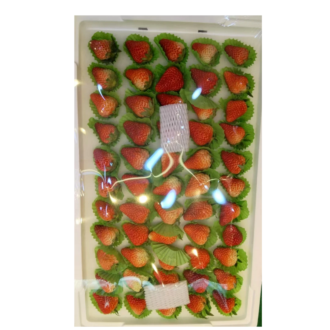 久久草莓1500左右