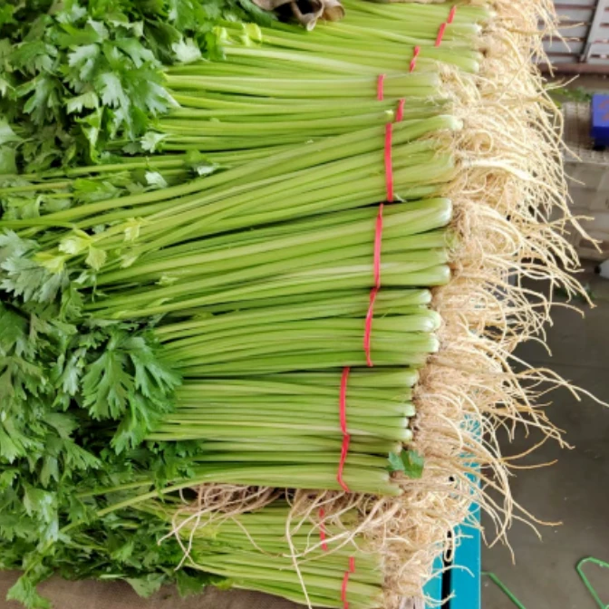 天津武清本地新鲜现割小香芹 3斤装 JDSF包邮