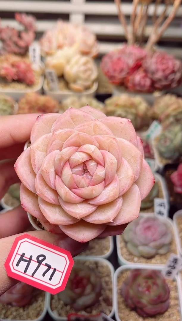 【闪购商品】H971夏末一物一拍