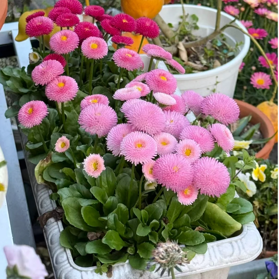 【绒球小雏菊】菊花盆栽带花苞宿根多年生庭院阳台新手好养新