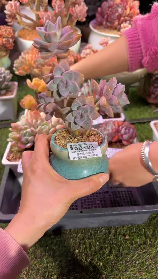 【闪购商品】08384脱土带盆