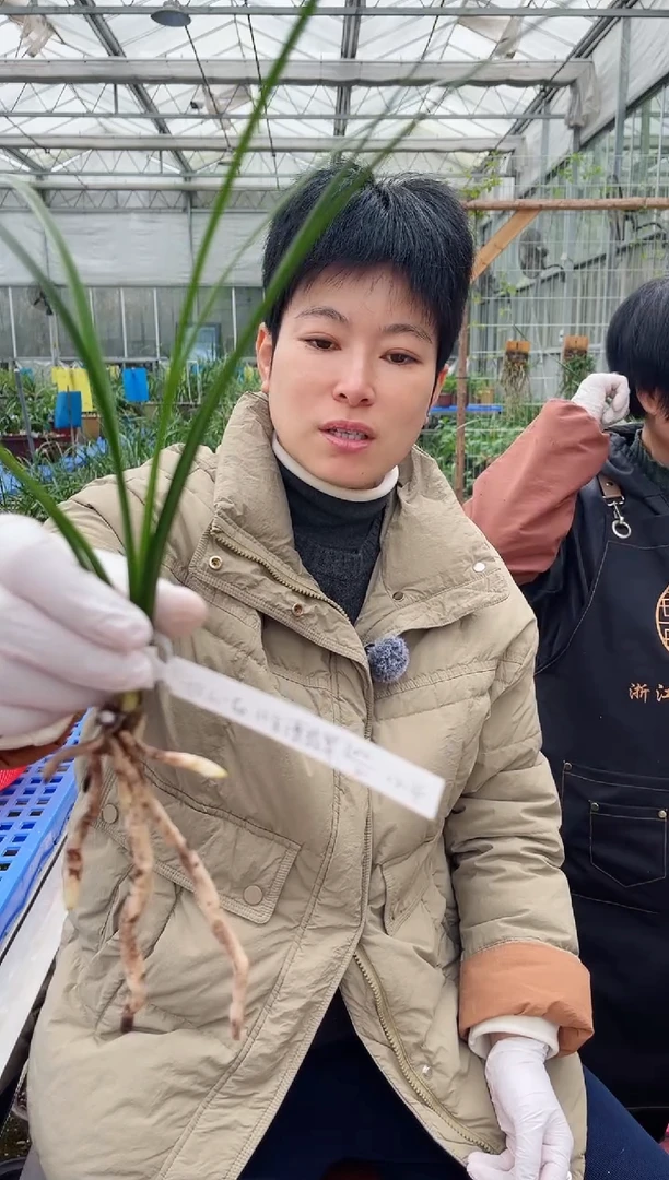 当前无花朵，栽培后可花朵秋**品金镶翡翠，，， 秋山一品