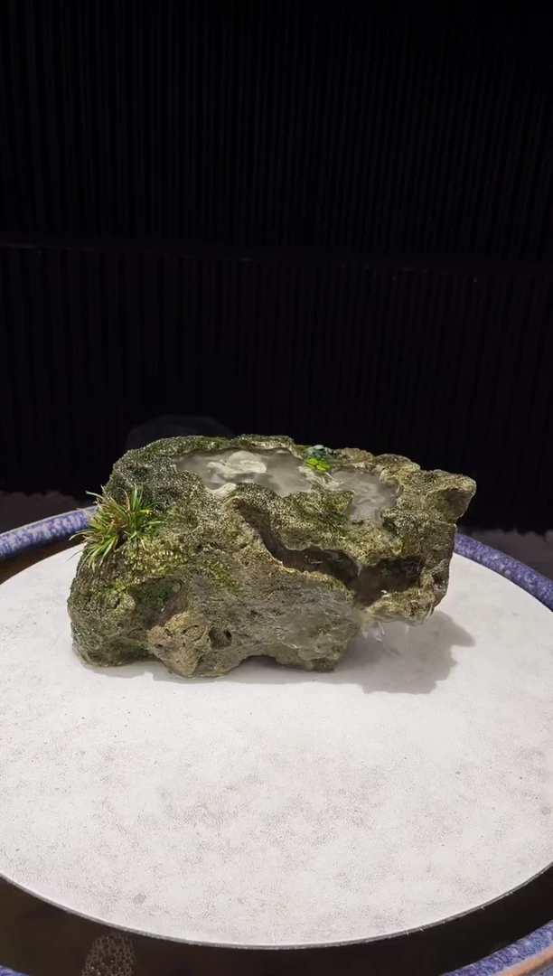 造型吴定石一物一拍专属