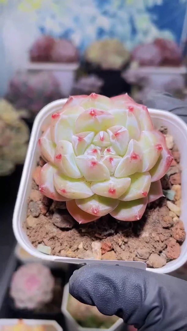 【闪购商品】146雪花