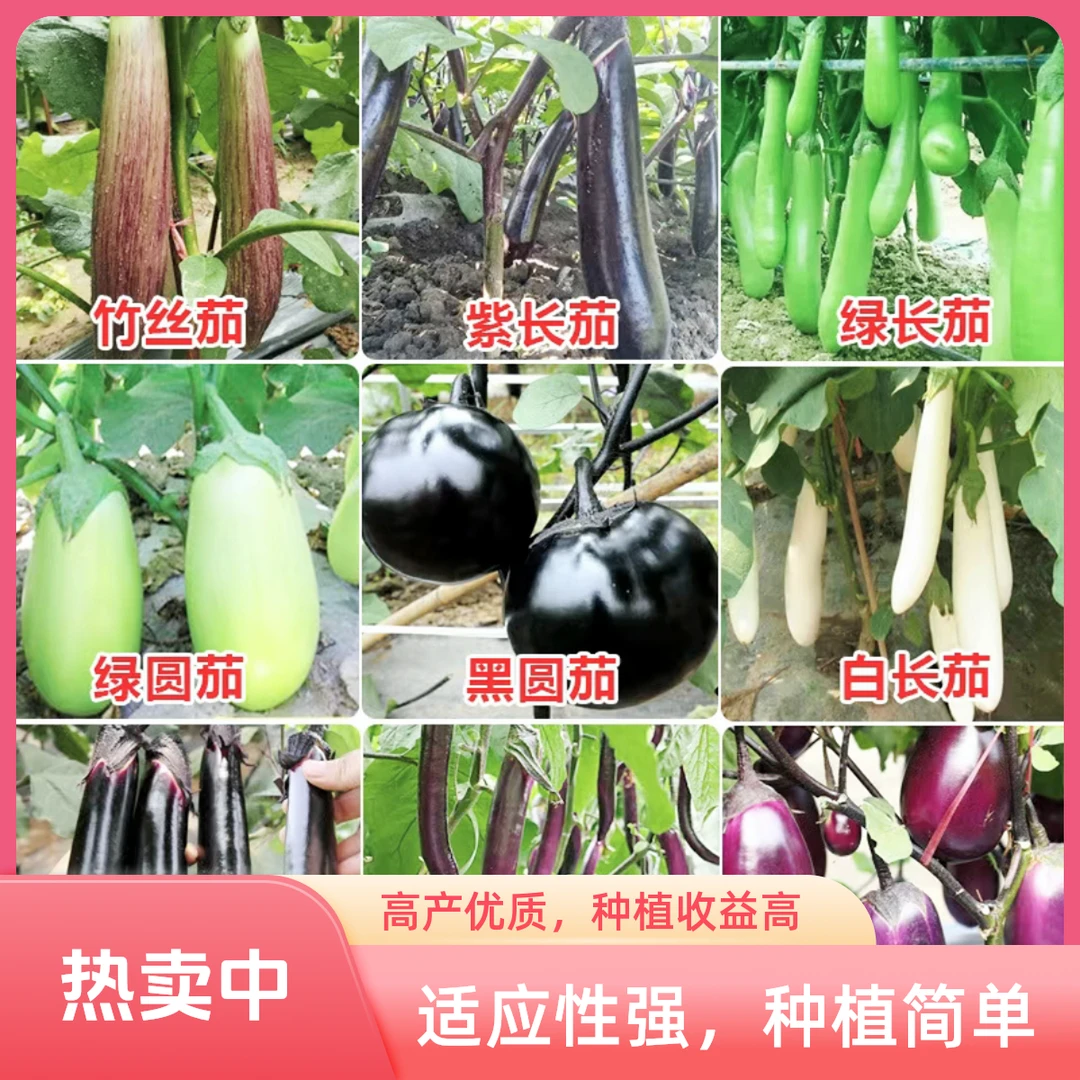 【茄子大全】绿罐茄圆茄竹丝茄绿把长茄种子四季蔬菜种子青茄子绿皮