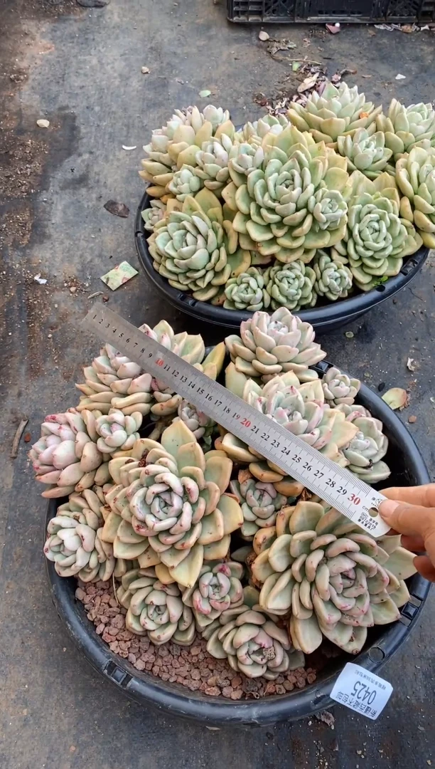 【闪购商品】0425奶油鳄梨