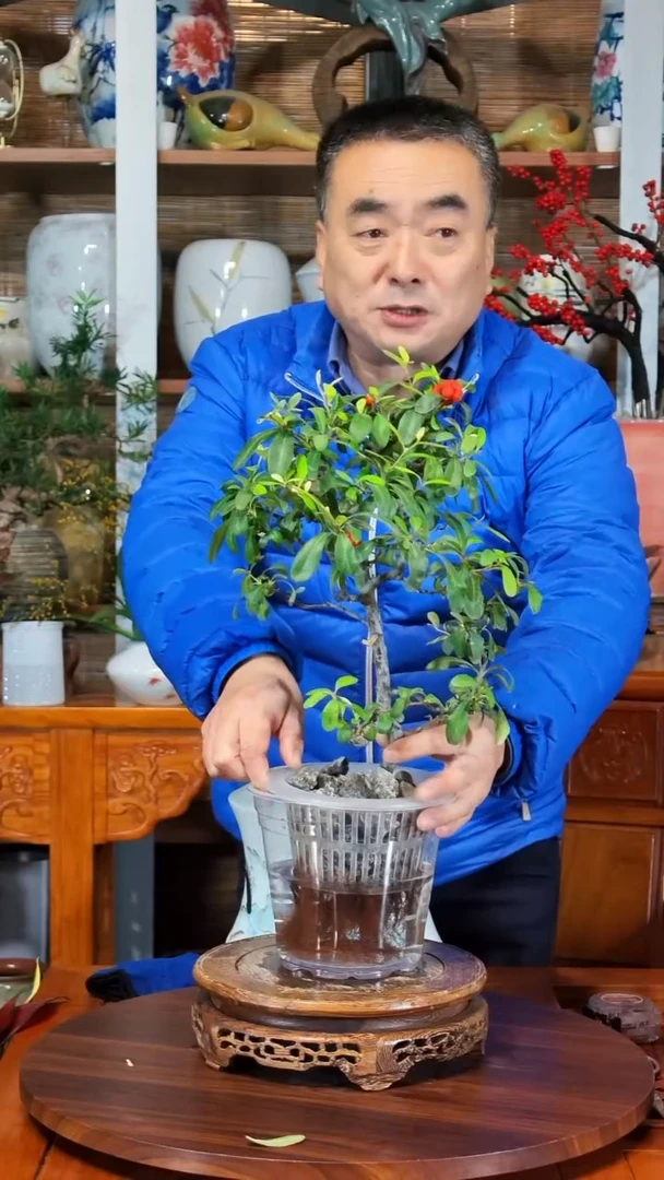 无花朵晓*水之韵水培火棘