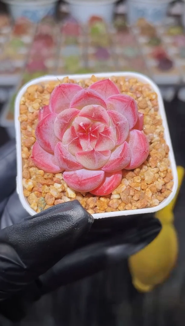 闪购2534 红色p糖多肉一颗   3-3.5厘米