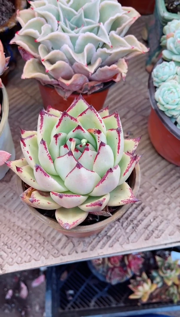 【闪购商品】08101