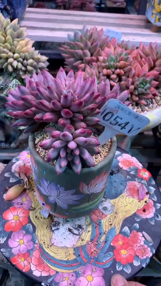 054VVV（满28发货）