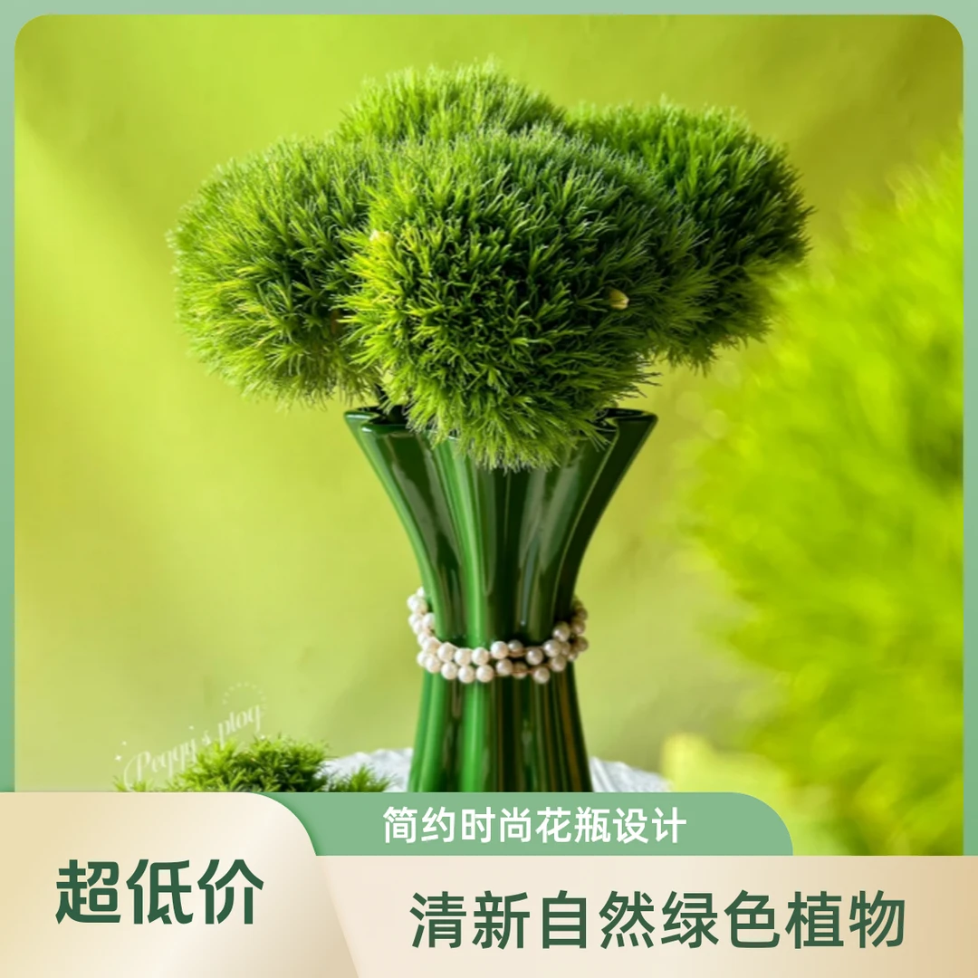 【花鲜丰】绿毛球鲜花绿石竹夏日一抹绿送人次日达今天买明天到