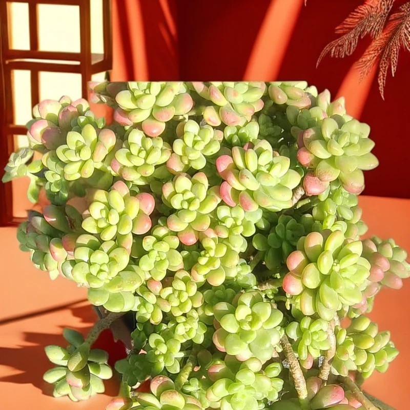 精品香格里拉多肉 好看好养 云南昆明发货  精品多肉绿植