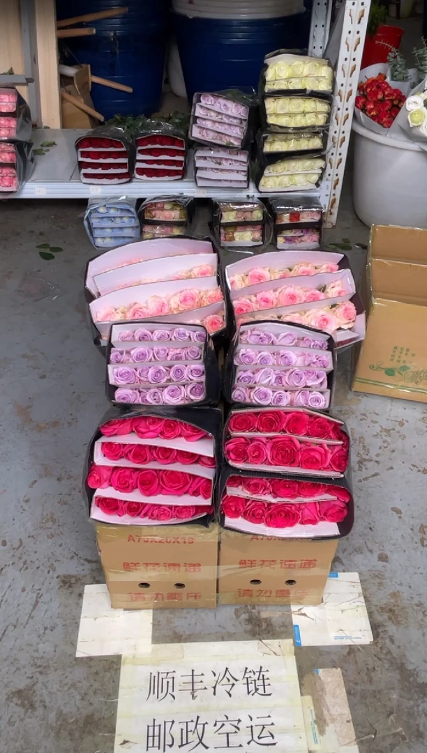 佛洛依德20枝+洛神20枝+海洋之歌20枝