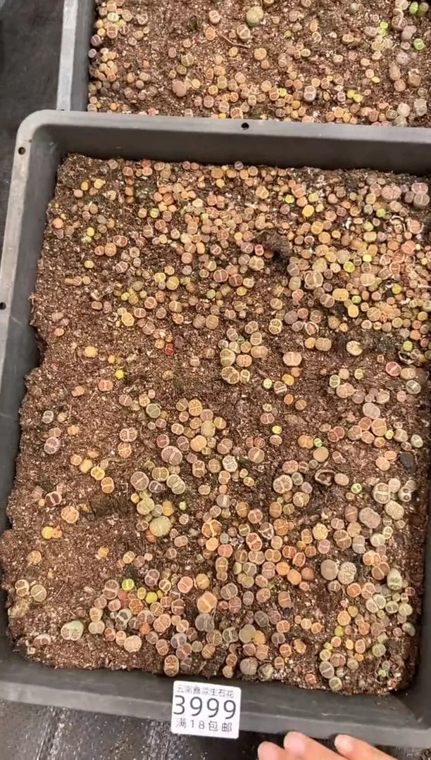 3999特价菊纹章框有疤瑕疵带土带盆发货