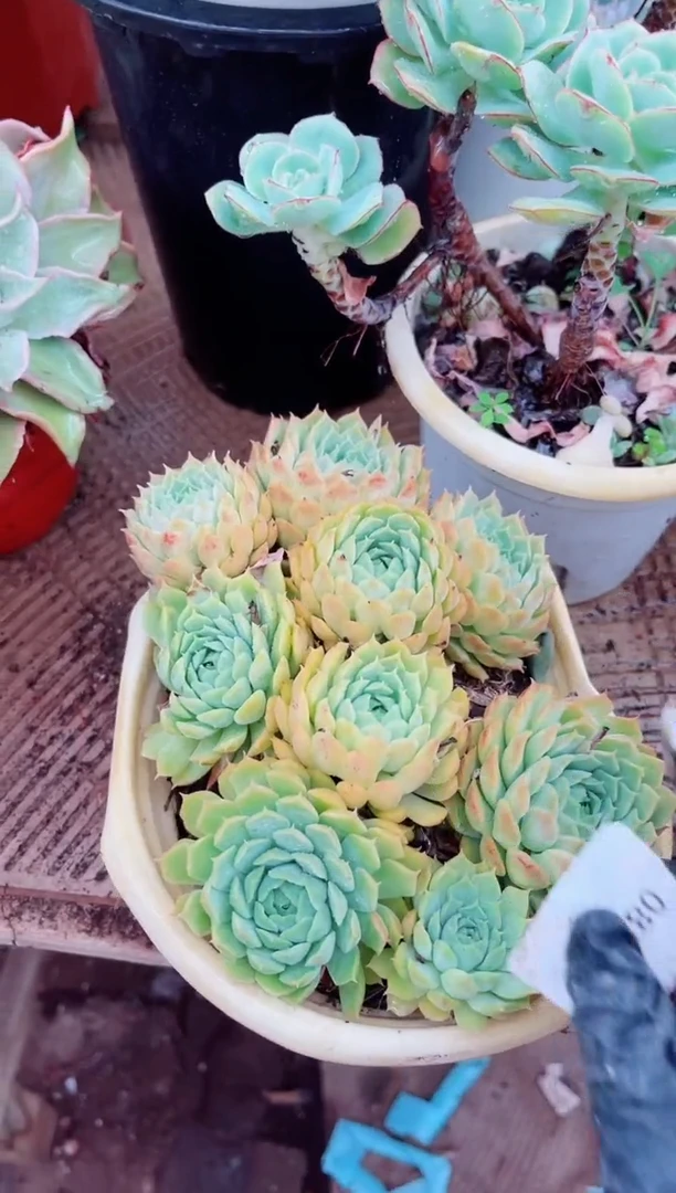 北**虾多肉植物一物一拍08114