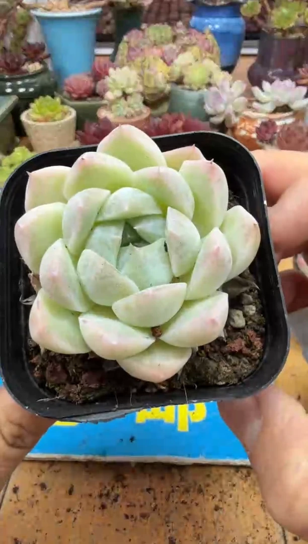 东云多肉园二店-505