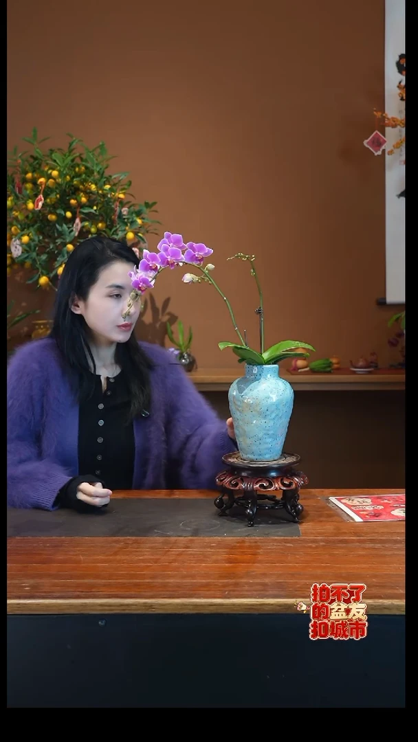 全部花朵粉珠帘盆景盆景